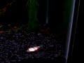 Dinosaur Bicher killing a tiger barb 2 Dinosaur Bicher killing a tiger barb 2