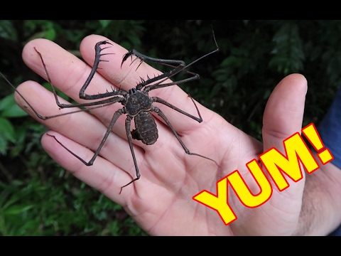 YouTube reptile video
