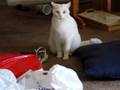 Evil Cat
