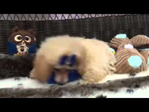 Beautiful cream female Toy Poodle!