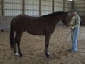 AQHA Hunter Prospect: Westwood Story - Conformation