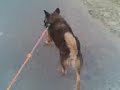 Dog searching Robr Man 1