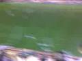 ROSARIO CENTRAL CHACHO COUDET ARGENTINA PATERNAL 03