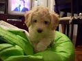 Caniche Asesino
