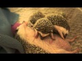 Nursing baby hedgehogs