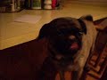Jenny has a licking problem