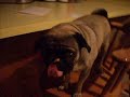 Jenny has a licking problem