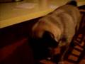 Jenny has a licking problem
