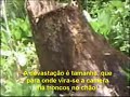 TOCNOTICIAS DESMATAMENTO EM LUZINOPOLIS PARTE 01