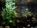 Dethfish Aquacalypse