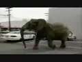 Elephant Attack (Elephant Stroll by \"The Loud Noises\") Elephant Attack (Elephant Stroll by \"The Loud Noises\")