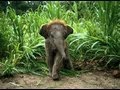Elephant Attack (Elephant Stroll by The Loud Noises)