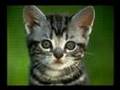 The Adorable Twist