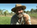 Rob Bredl - Brown Snake Bites