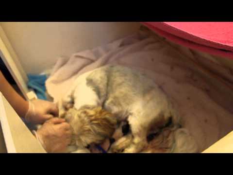 how to care for a pregnant lhasa apso