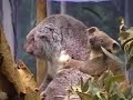 Baby koala Baby koala