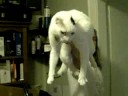 Arm-cat