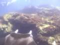 Stradbroke Island Scuba Diving