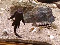 J. Marleri and L. Stappersi