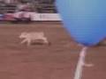 Horses Shocked, Animals Abused at 2007 Killeen TX PRCA Rodeo