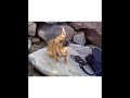 Er Perro de raena XDDD