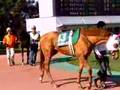 中京競馬場動画3