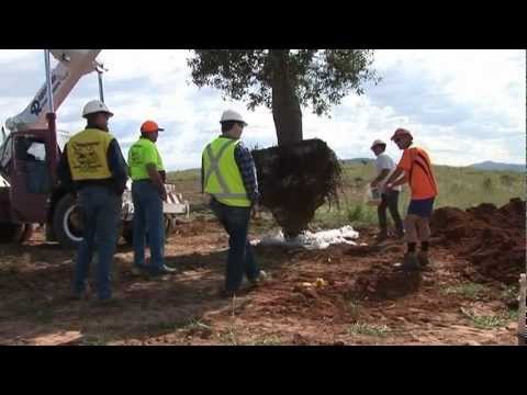 how to transplant australian grass trees