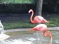 The Birds of Barbados The Birds of Barbados