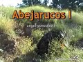Abejarucos