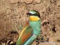 Abejarucos