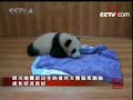Ping Ping and An An, the first panda twins born in 2008!