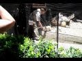 The San Diego Zoo - Fennec Fox with Zoo Trainer ...