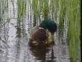 videos de The Wildlife and Scenery of Europe  Part 01