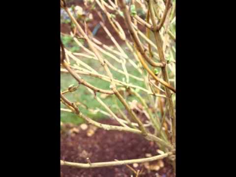 how to replant cut hydrangeas