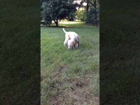 Sammy playing in the yard