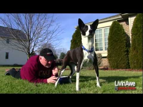 how to collect a urine sample from a dog