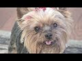 かわいい犬動画