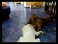 videos de Meine 2 Raubtiere