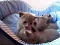 Les chatons Bleu Russes Les chatons Bleu Russes