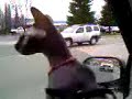 Sphynx cat watching cars go by. Sphynx cat watching cars go by.