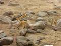 jackals fight over seal meat