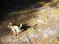 videos de Dogbook Movie: 