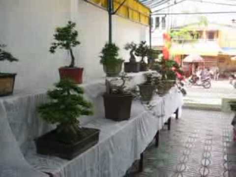Hội Thi Hoa lan Và Bonsai Tỉnh Trà Vinh lần Thứ III - 2010
