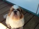 Ginger Lee of Stain Glass Shih Tzu