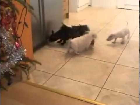 MINIATURE BULL TERRIER