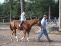 4 y/o QH gelding -Boon and Emma Lee