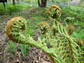 オープンガーデン　忘れな草の小路