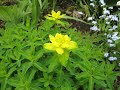 オープンガーデン　忘れな草の小路