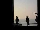another Tippi Hedren moment