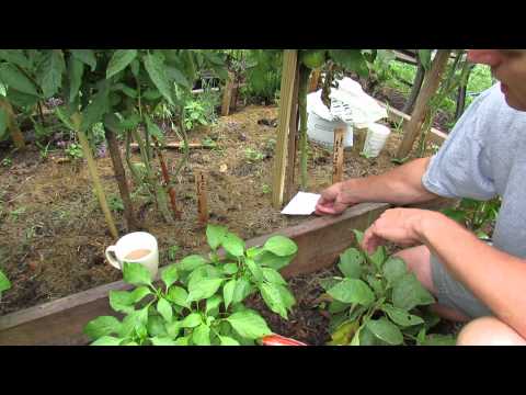 how to fertilize tomatoes in containers
